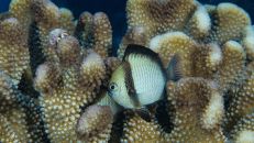 Immer auf der Flucht in seine Koralle ist der Netz-Preußenfisch (Dascyllus reticulatus).