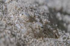 Ein Plattkopf hat sich so in den Sand eingegraben, dass man kaum erkennen kann, um wen es sich handelt. Ich tippe auf einen Breitkopf-Plattkopf (Thysanophrys arenicola).