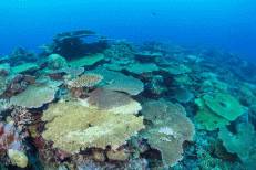Auch der Ulong Channel besticht durch eine tolle Korallenlandschaft.