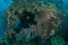 Hübscher Korallenbewuchs an den Aufbauten der Shinkoku Maru