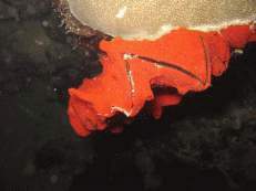 Hahnenkamm-Auster am Rainbow Reef