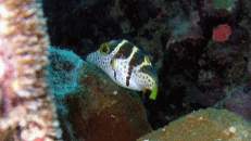 Diverse Fische ahmen als Schutz vor Fressfeinden den giftigen Sattel-Krugfisch nach.