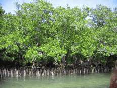 Große Teile der Küstenregionen Yaps sind mit Mangroven bewachsen.
