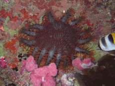 Dornenkronen-Seesterne wurden oft als Korallentöter verteufelt, weil sie angeblich ganze Korallenflächen abweideten. Wissenschaftler halten diese Ansicht heute für überholt und Dornenkronen für total überschätzt.