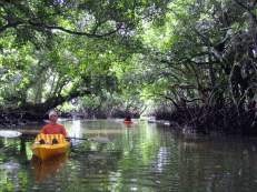 Kajakfahrt durch traumhafte Mangrovenwälder