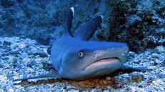 Vor Weißspitzen-Riffhaien (Triaenodon obesus) kann man sich vor Cocos ebenfalls kaum retten, ...