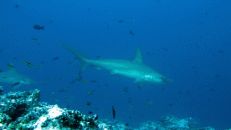 Eigentlich ziehen Bogenstirn-Hammerhaie (Sphyrna lewini) gerne in größeren Gruppen durch die Meere...