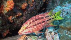 Wie viele andere Fische auch, unterzieht sich der Mexikanische Schweinslippfisch (Bodianus diplotaenia) im Laufe seines Lebens einer Geschlechtsumwandlung. In jungen Jahren ist er weiblich, wie der hier.