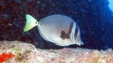 Wie auch vor Galapagos und Malpelo ist der Galapagos-Doktor (Prionurus laticlavius) der am häufigst gesehene Doktorfisch vor Cocos.