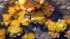 Der Korallenbewuchs um Cocos nimmt sich sehr spärlich aus, das hier ist quasi schon eine Farbexplosion.