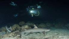 Weißspitzenriffhaie vor Manuelita