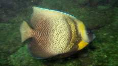Cortez-Kaiserfisch (Pomacanthus zonipectus)