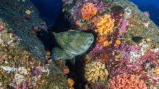 Eine Riesenbüschelbarsch (Cirrhitus rivulatus) versteckt sich in einer Spalte im Riff.