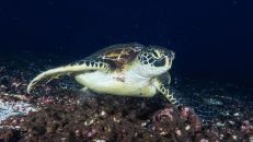 Zwar ist Galapagos eher für seine landbasierten Schildkröten bekannt, aber auch unter Wasser trifft man die Panzerträger zuhauf.