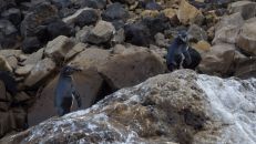 Das gilt leider auch für den endemischen Galapagos-Pinguin (Spheniscus mendiculus). Nur noch 1.200 Exemplare gibt es von dieser seltensten Pinguin-Art.