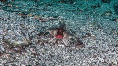 Zu den skurrilsten Geschöpfen unter der Meeresoberfläche gehört mit Sicherheit die Rotlippen-Seefledermaus (Ogcocephalus darwini).