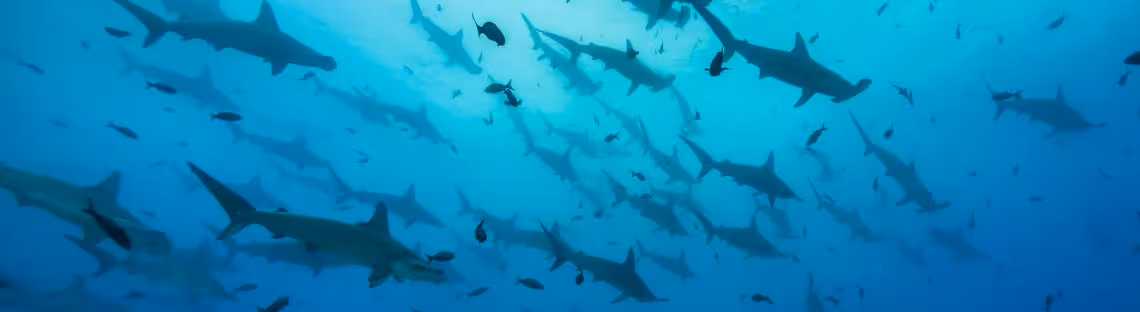Hammerhaischule vor der Isla Darwin, Galapagos
