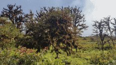 Viele Bäume auf Isabela werden von Lebermoosen besetzt gehalten.