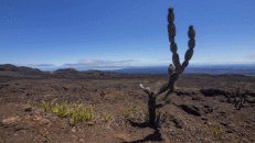 Der Kandelaber-Kaktus (Jasminocereus Thouarsii) gehört zu den wenigen Pflanzen, die der Lava-Wüste trotzen.