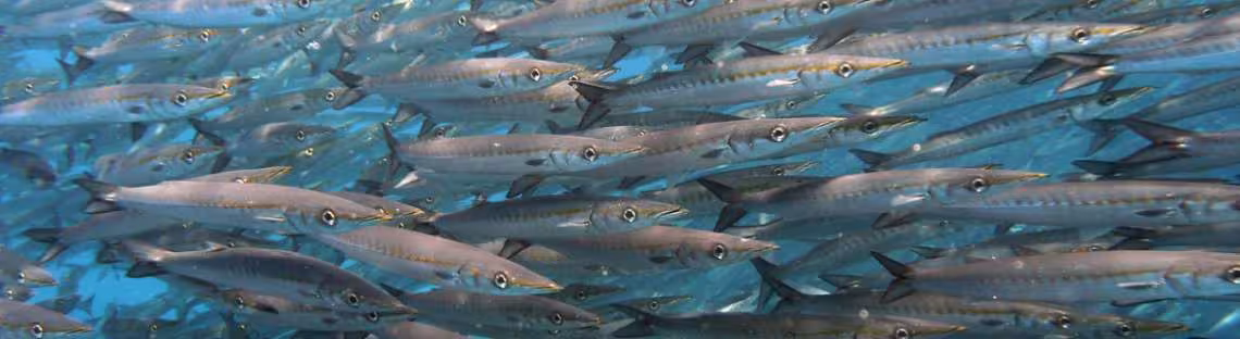 Pelikan-Barrakudas vor Malpelo