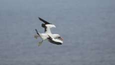 Erinnert mich gerade irgendwie an einen Albatros namens Orville. © Annette Kotzur