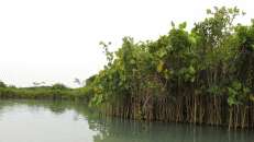 Ausgedehnte Mangrovengebiete säumen die Seitenarme des Kanals. © Manfred