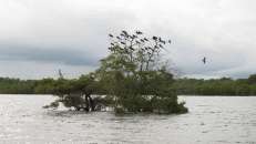 Eine Horde junger Fregattvögel hat einen Baum im Rio San Pedro in Beschlag genommen. © Manfred