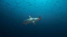 Einzelne Bogenstirn-Hammerhaie kann man auch im Roten Meer treffen... © Michael Christ,&nbspTauchertraum