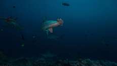 Die Hammerhaie kreuzen um die Putzerstationen, ... © Michael Christ, Tauchertraum