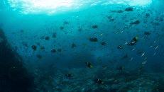 Wolke aus Galapagos-Kaiserfischen aka Kalifornischen Engelfischen (Holacanthus passer)