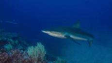 Sein Name ist irreführend: Galapagoshaie leben in allen Weltmeeren.