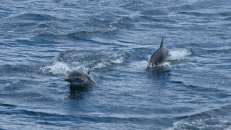 Ihr Bestand im Ostpazifik wird auf etwa 900.000 Tiere geschätzt. Es waren mal doppelt so viele, aber riesige Netze zum Thunfischfang haben die Delfinpopulationen dezimiert.