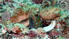 Ein Blaupunkt-Kieferfisch (Opistognathus rosenblatti) lugt aus seiner in den Sandboden gegrabenen Wohnröhre. Wegen ihrer Buddelaktivitäten werden Kieferfische auch "Brunnenbauer" genannt.
