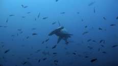 Ein Bogenstirn-Hammerhai (Sphyrna lewini) nähert sich.
