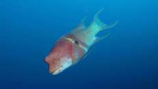 Mexikanische Schweinslippfische (Bodianus diplotaenia) hat man ziemlich schnell über ...