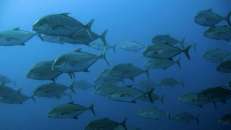 Auch die Goldflecken-Makrelen (Caranx orthogrammus) sind schon wach und streifen in Schwärmen am "Punta Tosca" entlang.
