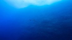... während ein einsamer Silberspitzenhai (Carcharhinus albimarginatus) auf Patrouille ist.