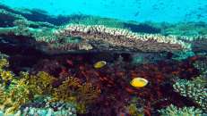 Die zahlreichen Tischkorallen bieten Schutz für Falterfische und Fahnenbarsche.