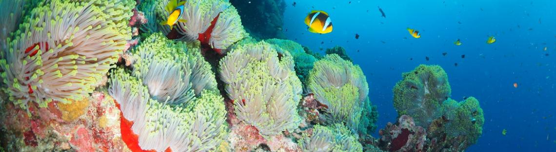 Anemone Reef am Daedalus