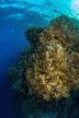 Das Korallenriff, welches die Steilwand in Beschlag nimmt, ist unbestreitbar brilliant,...
