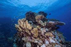 Leider zeigen sich vor allem an den Steinkorallen auch im Roten Meer erste Anzeichen von Korallenbleiche, auch wenn dieser Block noch hübsch intakt aussieht. 