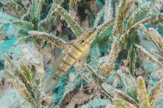 In der Seegraswiese tummelt sich allerhand mehr oder wenig gut getarntes Fischgetier, wie diese Weißpunkt-Grundel (Amblygobius albimaculatus)...