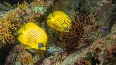 Allgegenwärtig im Roten Meer sind Maskenfalterfisch-Pärchen (Chaetodon semilarvatus).