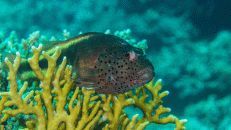 Auf jeder Koralle hockt ein Gestreifter Korallenwächter (Paracirrhites forsteri).