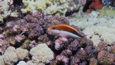 Forsters Büschelbarsche (Paracirrhites forsteri) verbringen ihren Tag gerne auf Korallenblöcken sitzend, wo sie auf vorbeischwimmende Beute warten.