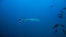 Große Barrakudas (Sphyraena barracuda) dürfen natürlich auch nicht fehlen.