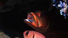 Ein Juwelenzackenbarsch lässt sich von einem Putzerfisch die Parasiten von der Zunge picken.