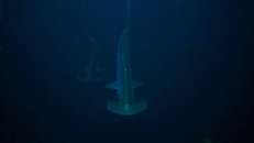 Oberhalb von 40 m ist bzgl. Hammerhaie nichts zu machen. Entsprechend finster sieht es mit dem Umgebungslicht aus.