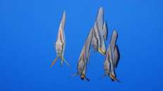 ... sind Langflossen-Fledermausfische (Platax teira) meist etwas lethargisch unterwegs.