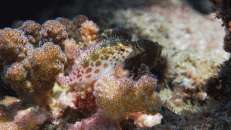 Zwei Gefleckte Korallenwächter (Cirrhitichthys oxycephalus) hocken Ton in Ton auf ihrer Koralle.